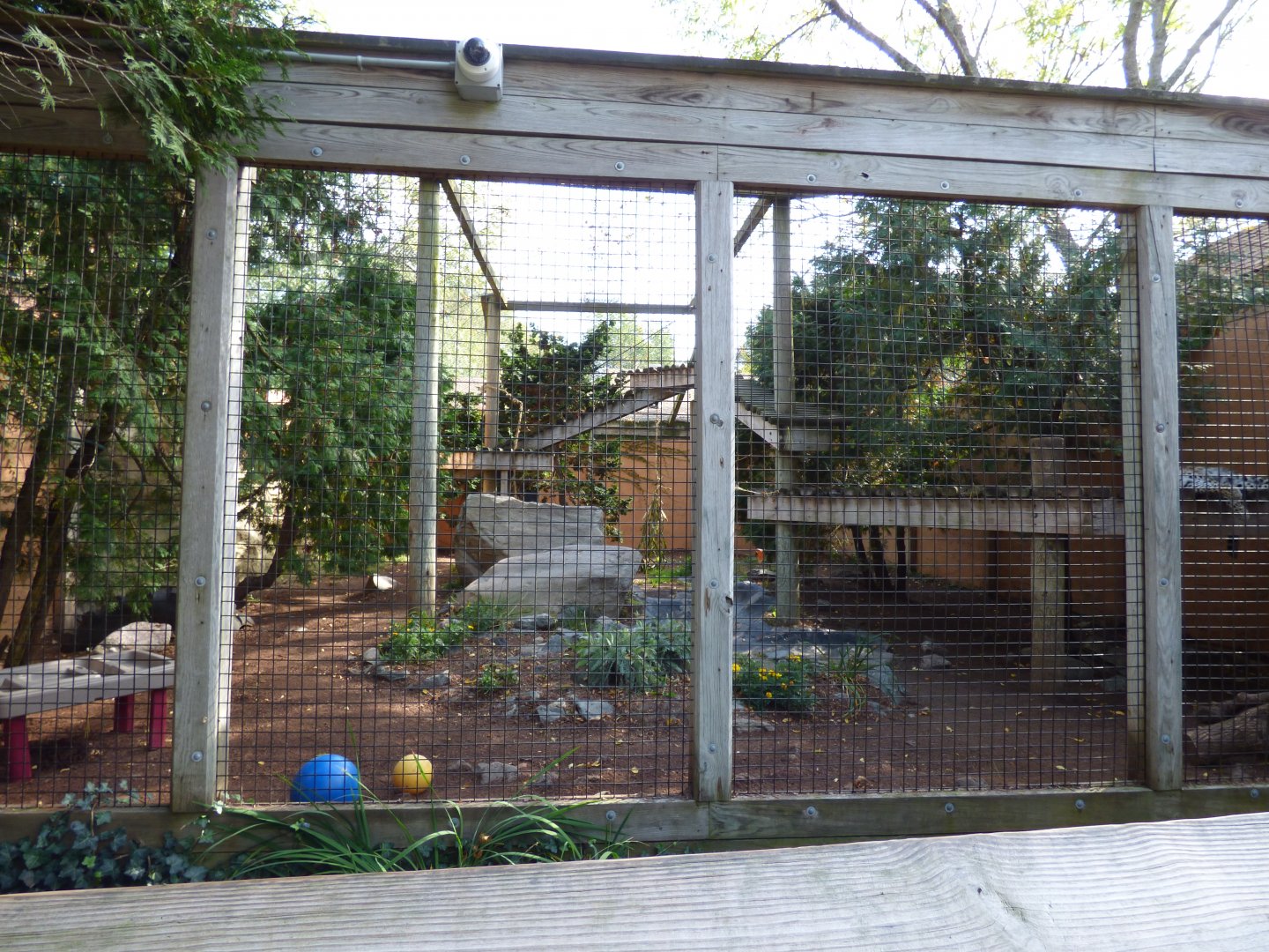 Amur Leopard Exhibit