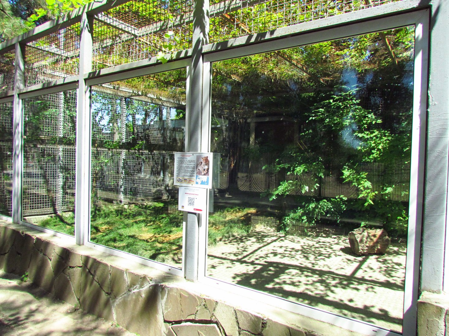 Amur leopard exhibit