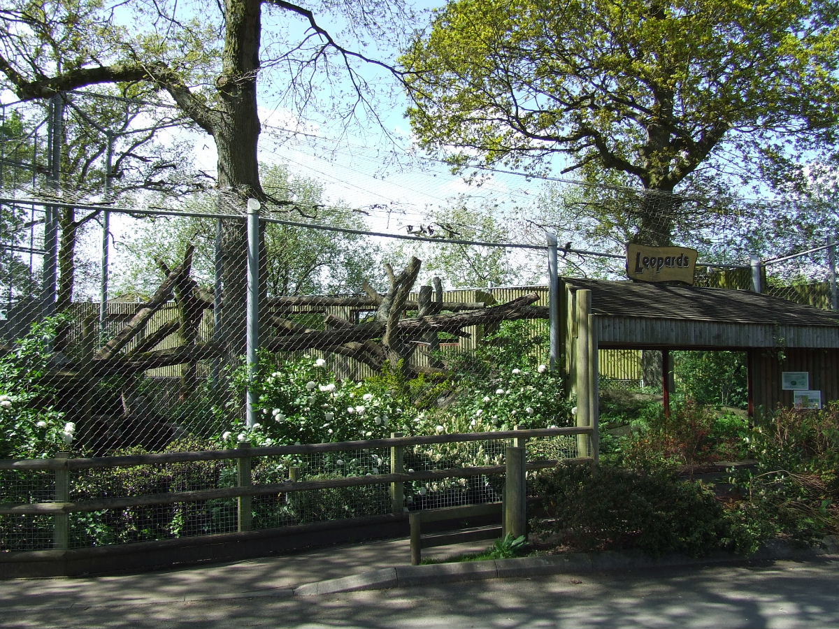 Amur Leopard exhibit