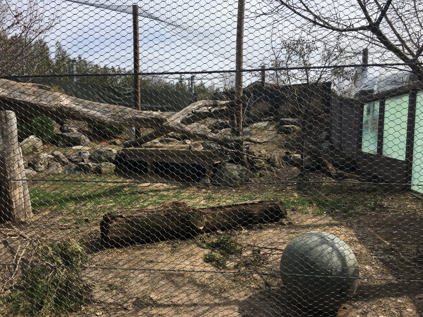 Amur Leopard Exhibit