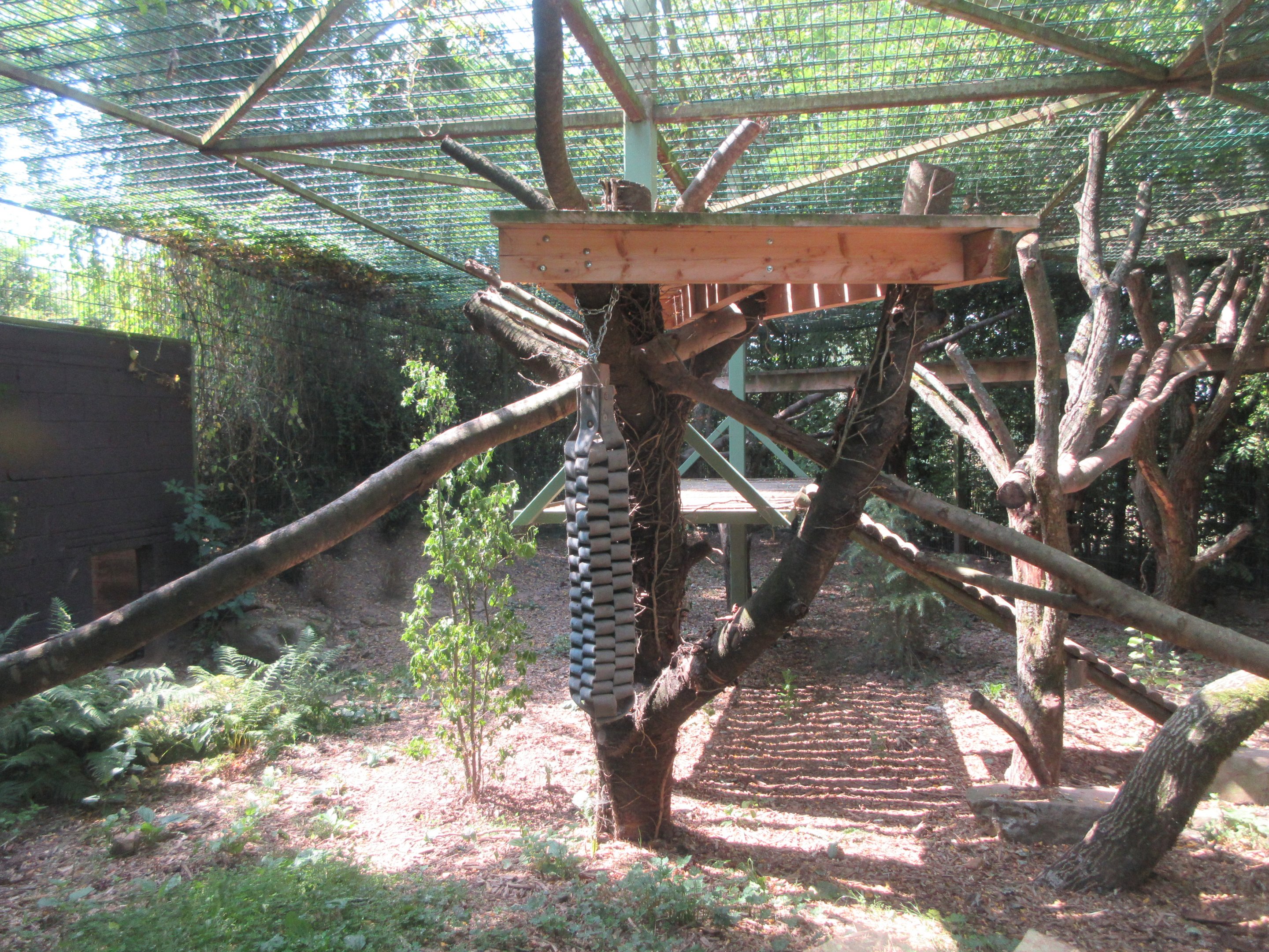 Amur Leopard Exhibit