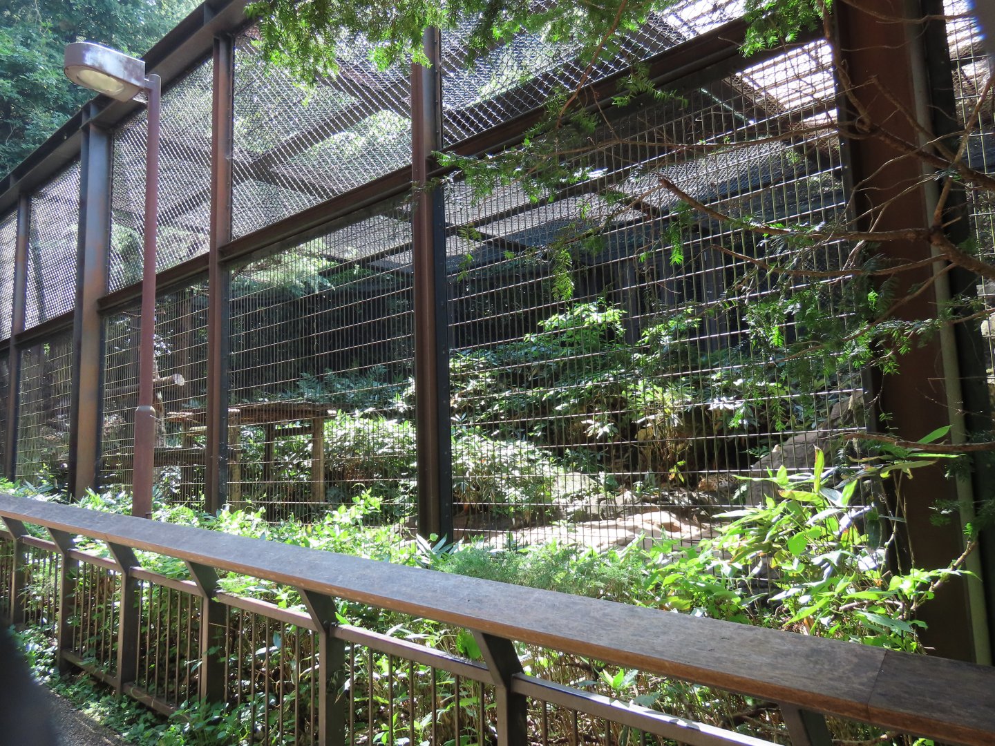 Amur leopard exhibit