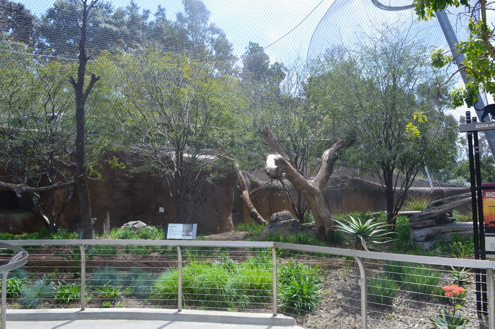 Amur Leopard Exhibit