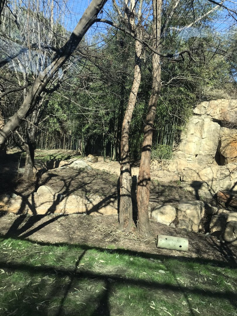 Amur leopard exhibit