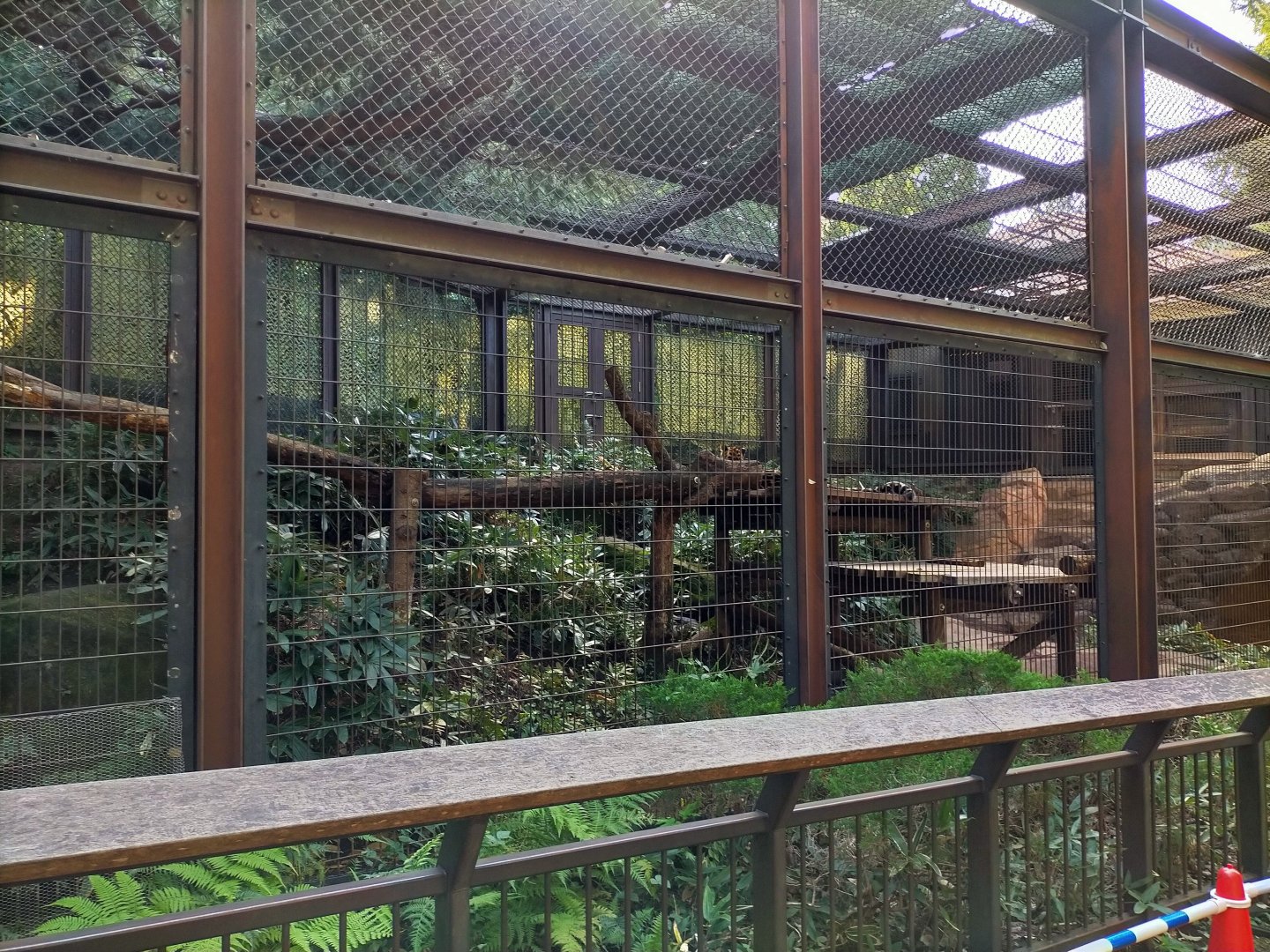 Amur leopard exhibit