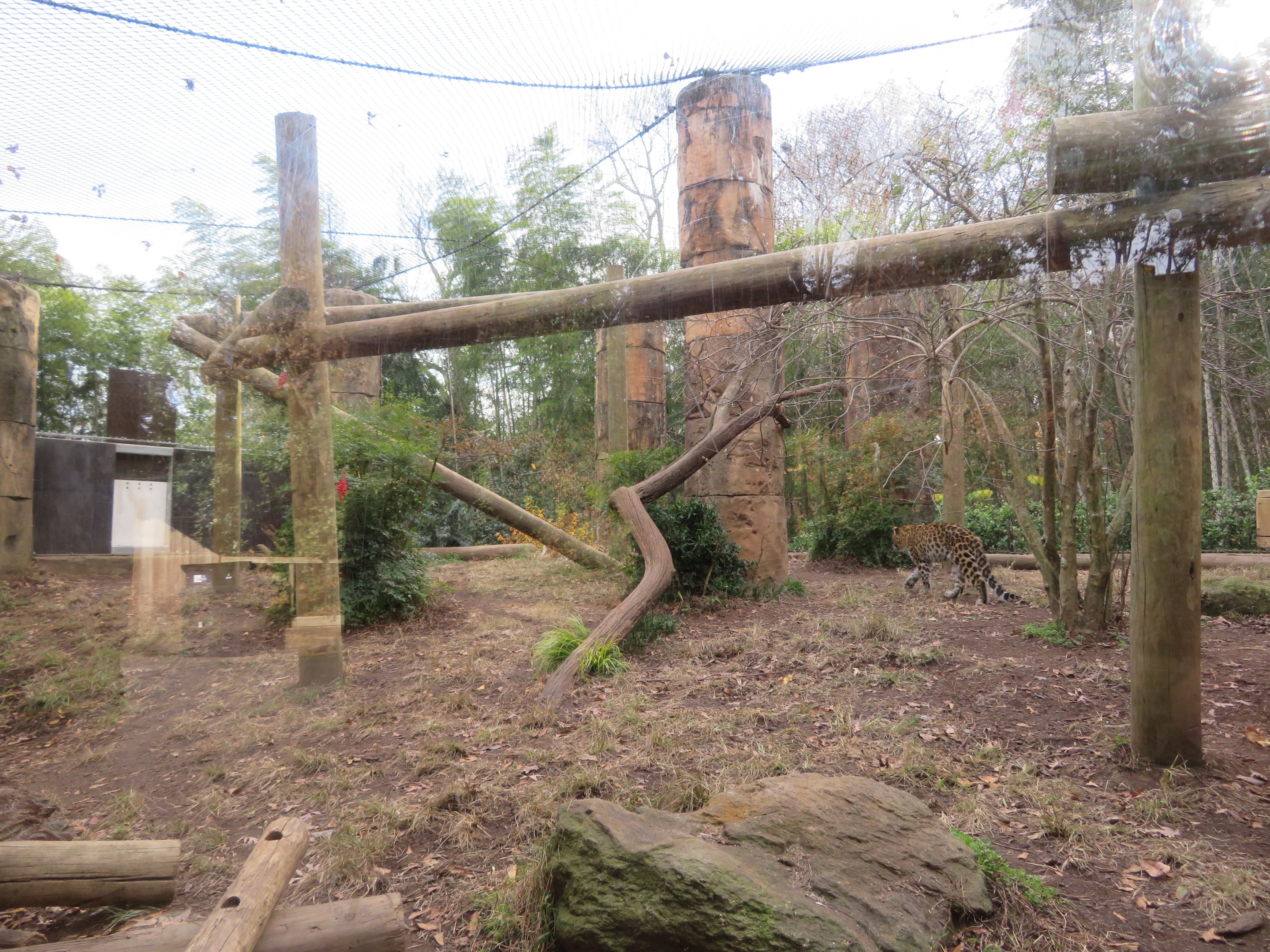 Amur Leopard Exhibit