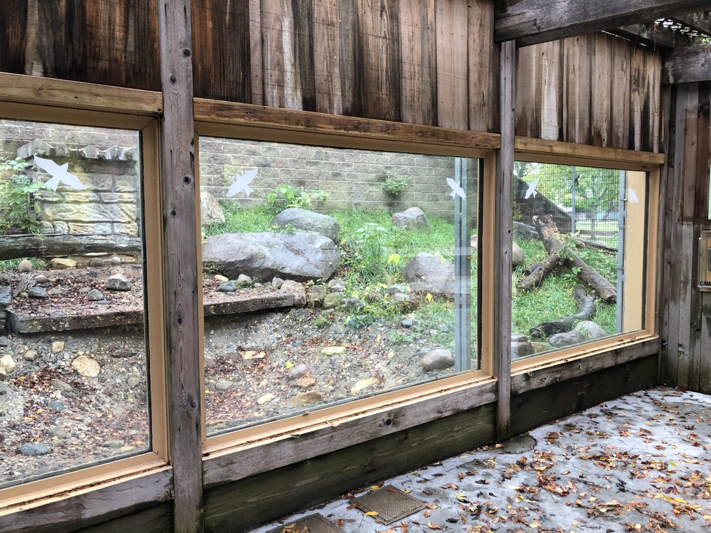 Amur Leopard exhibit