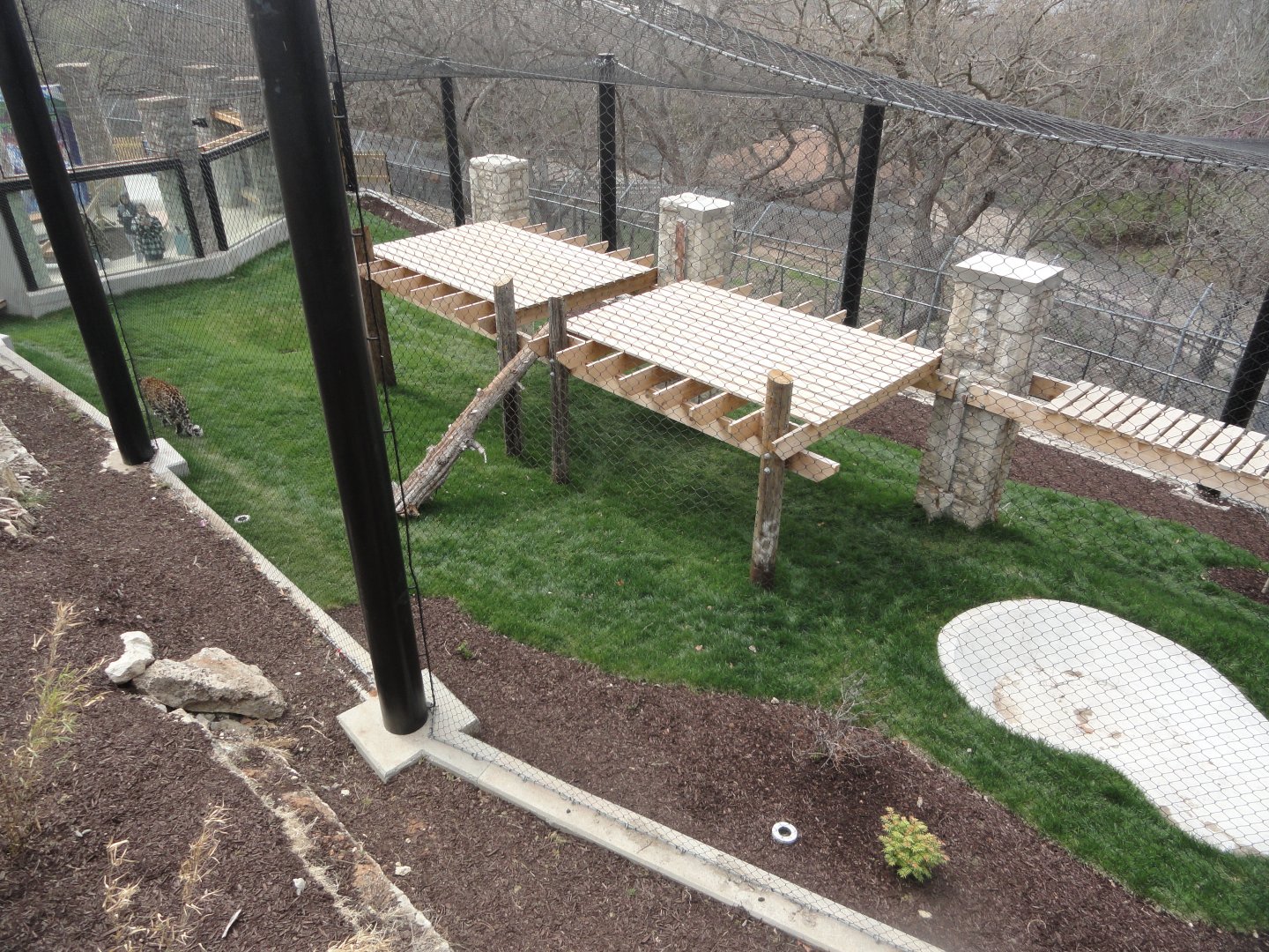 Amur Leopard Exhibit