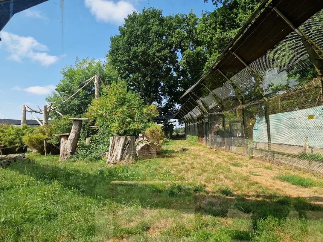 Amur Leopard exhibit