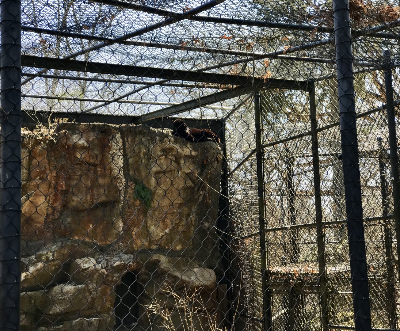 Amur Leopard Exhibit