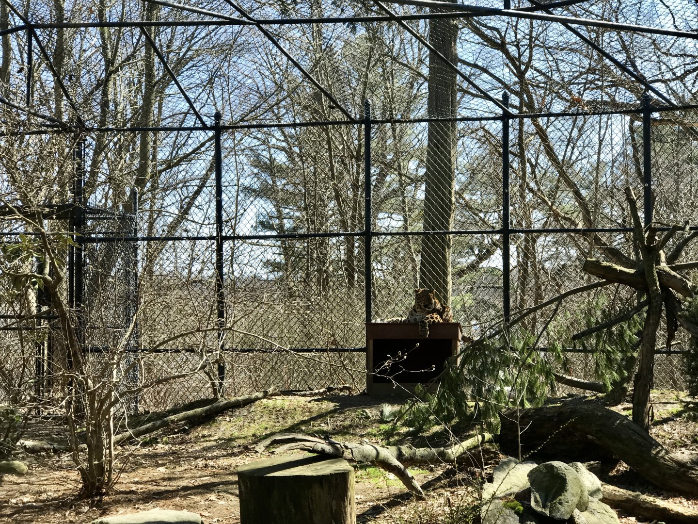 Amur Leopard Exhibit