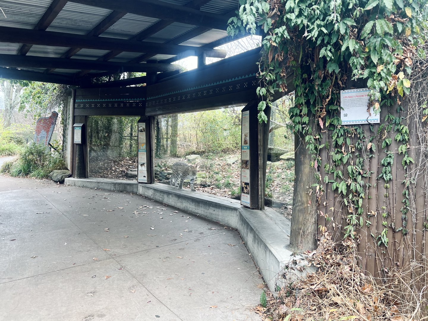 Amur Leopard Exhibit