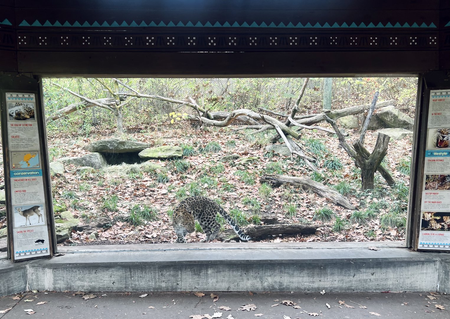 Amur Leopard Exhibit