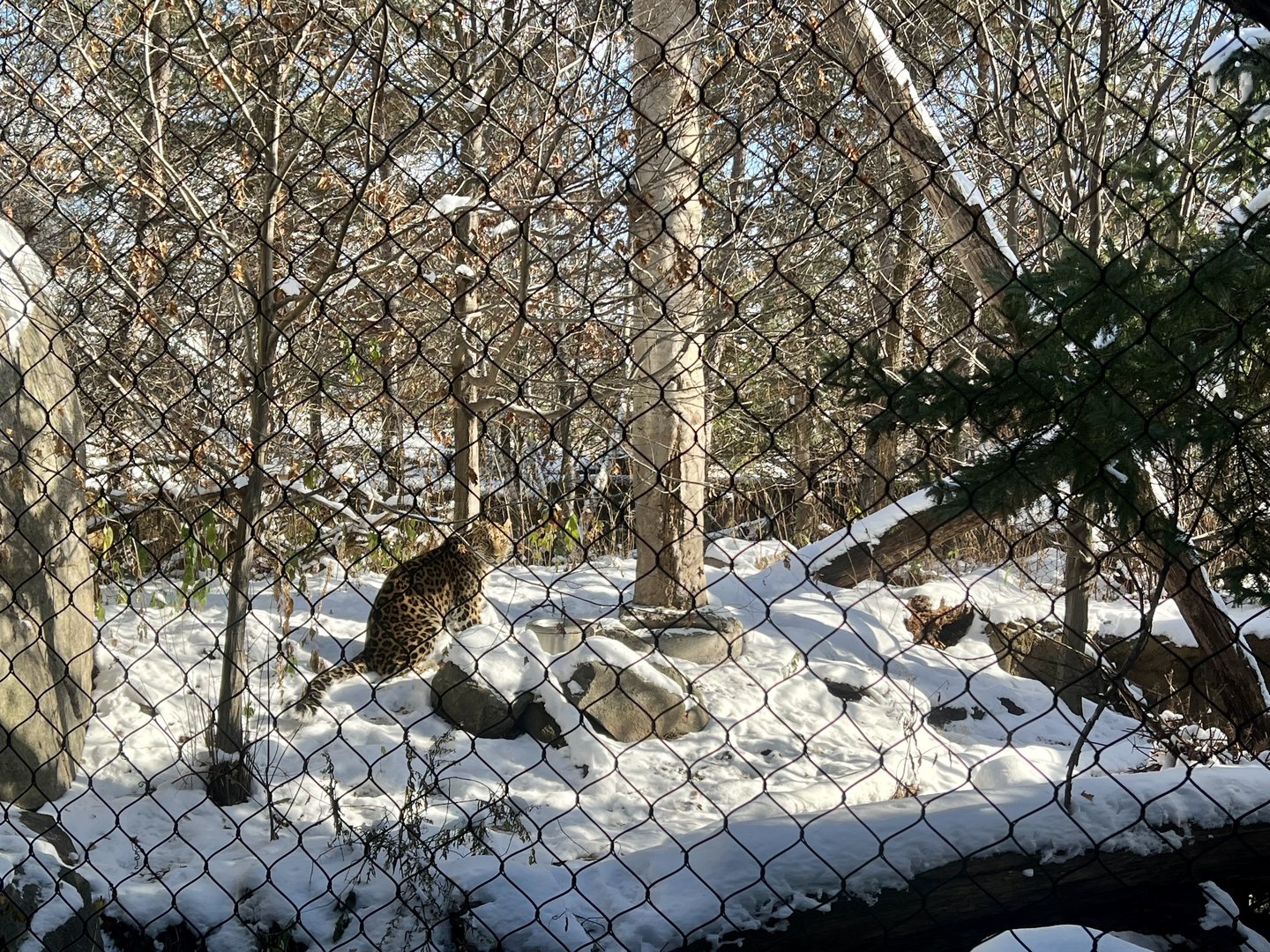 Amur Leopard exhibit