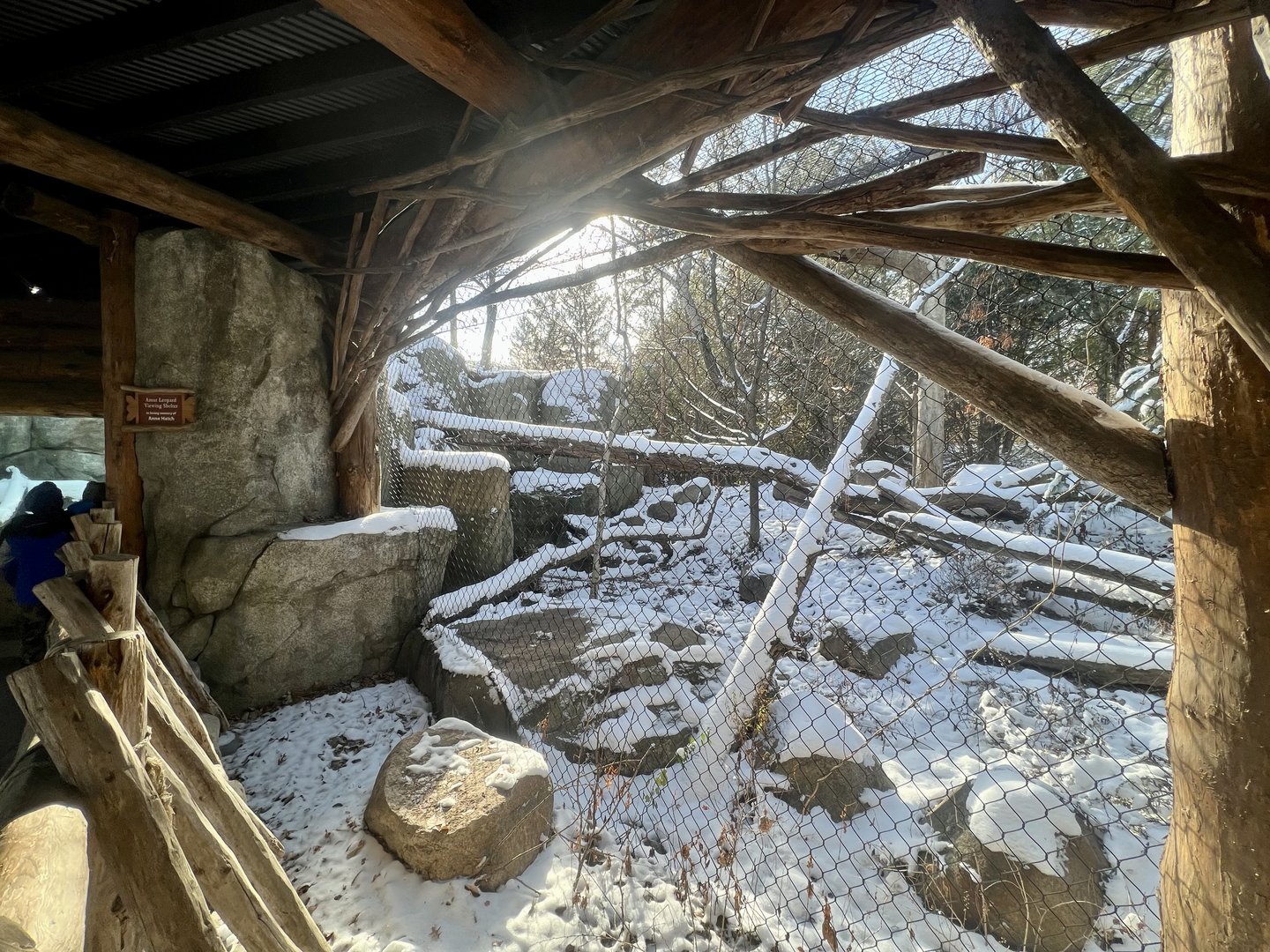 Amur Leopard Exhibit
