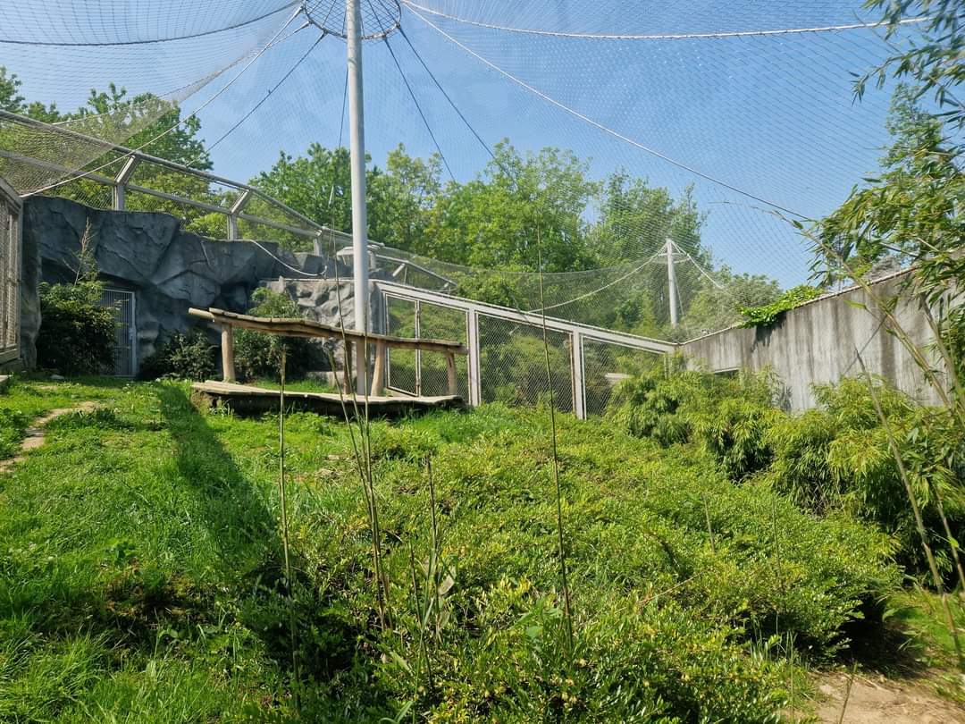 Amur Leopard exhibit