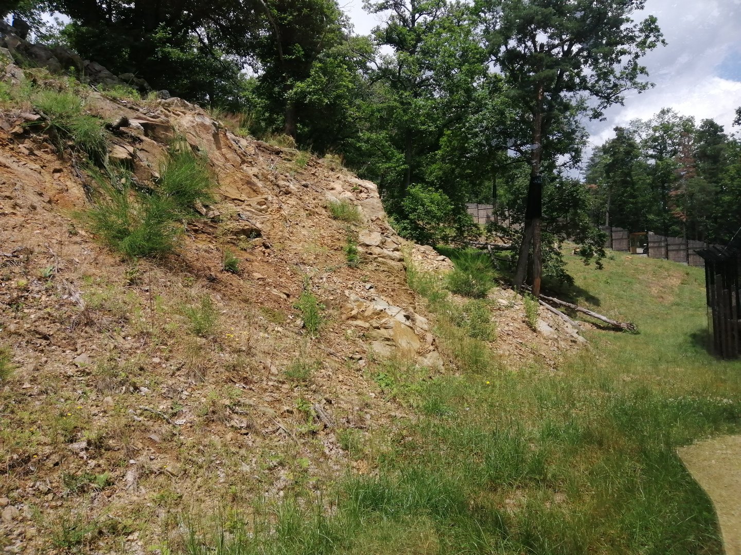 Amur leopard exhibit