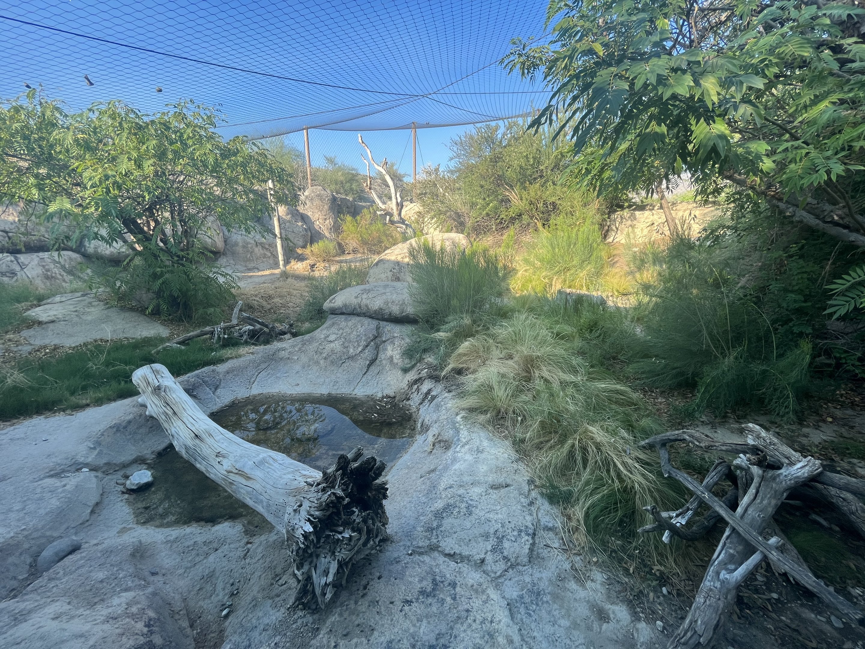 Amur Leopard Exhibit
