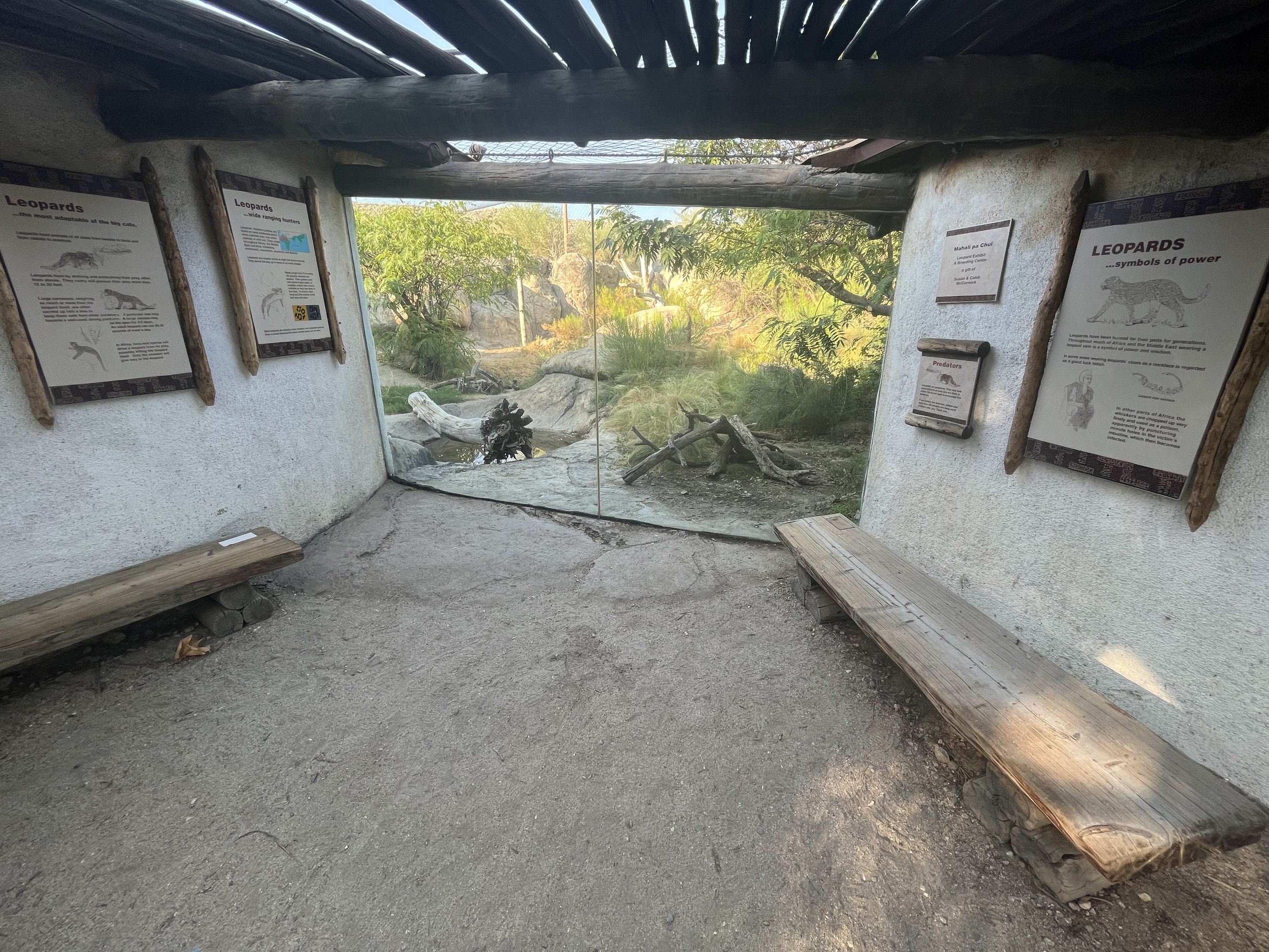 Amur Leopard Exhibit