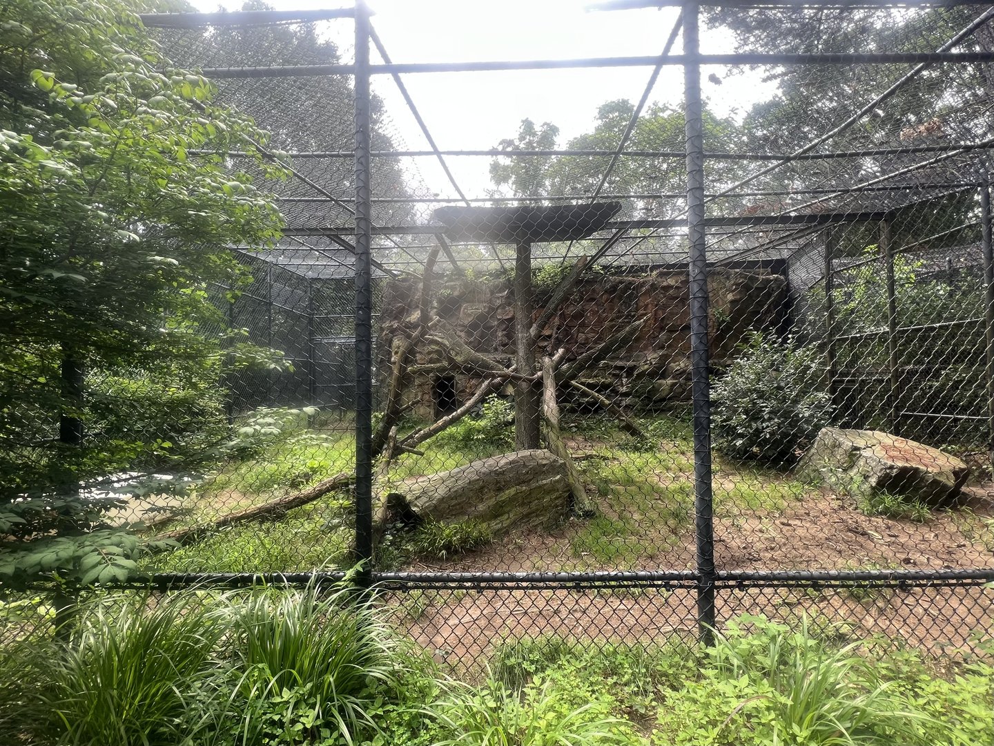 Amur Leopard Exhibit