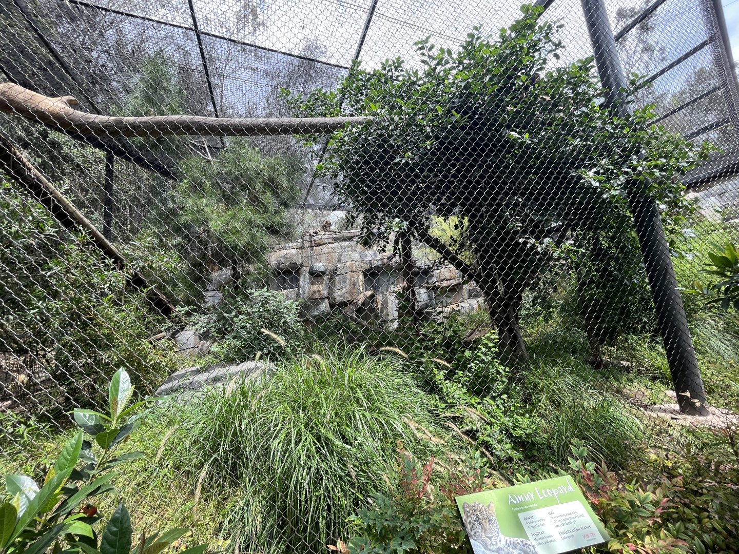 Amur Leopard Exhibit