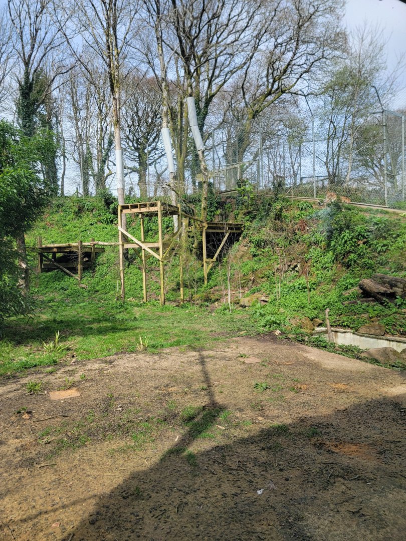 Amur Leopard exhibit