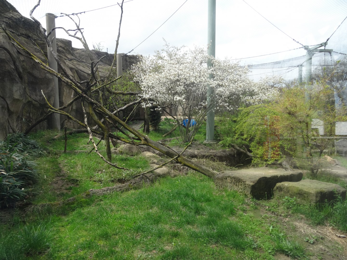 Amur Leopard Exhibit