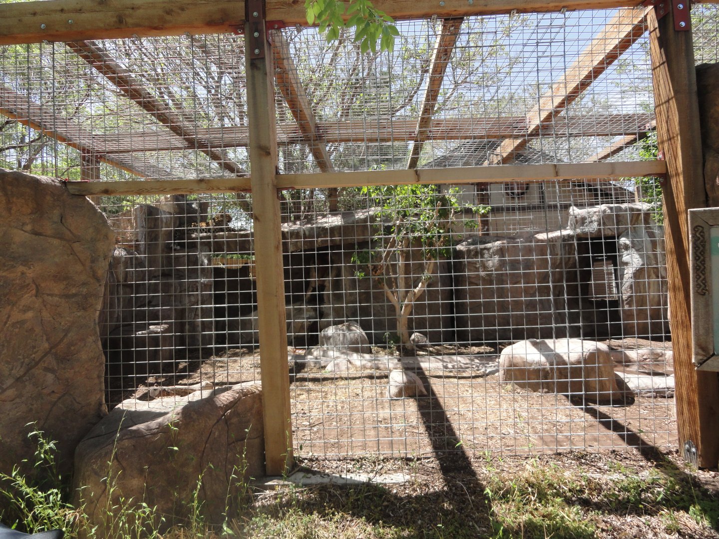 Amur Leopard Exhibit