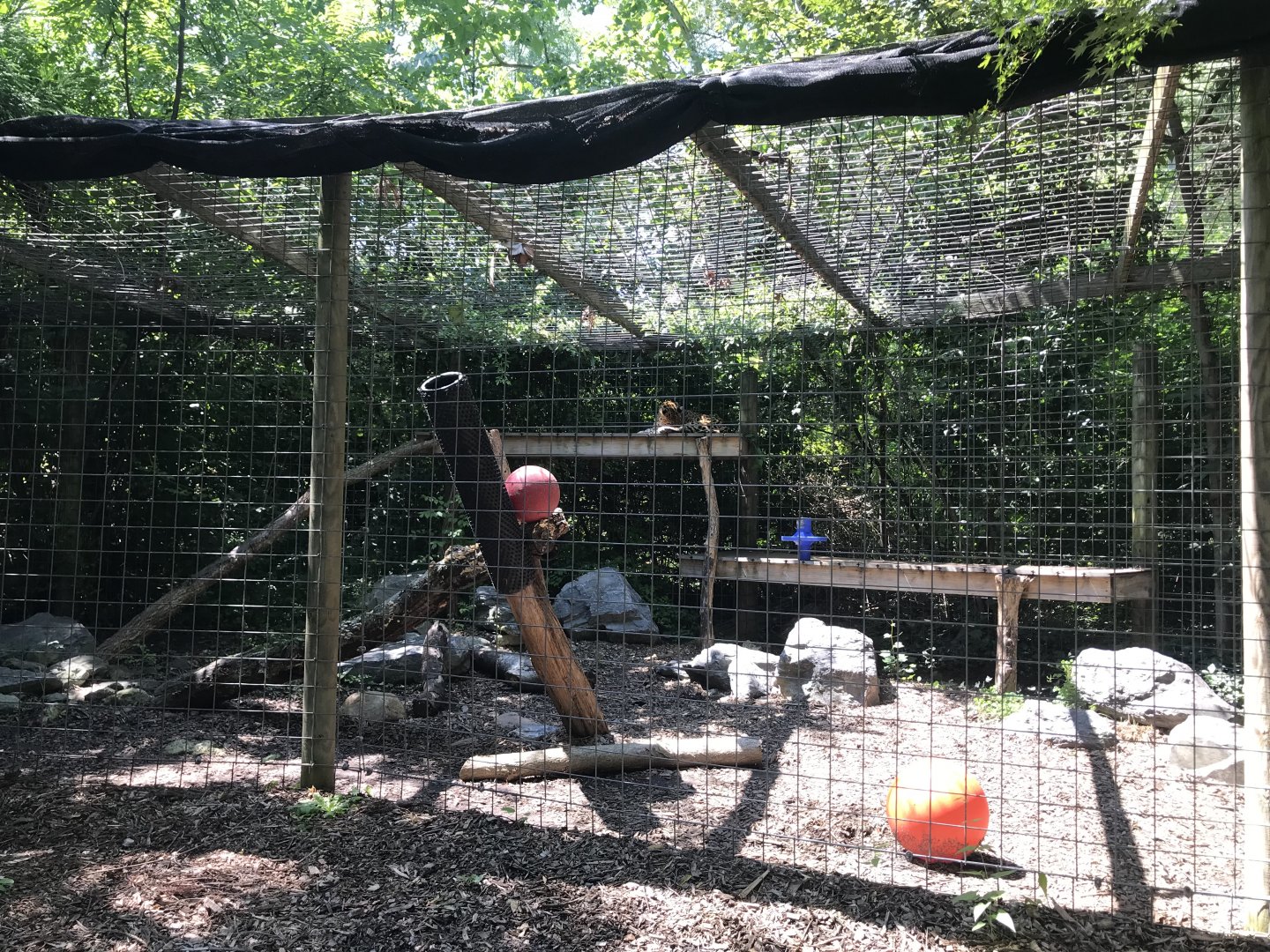 Amur Leopard Exhibit