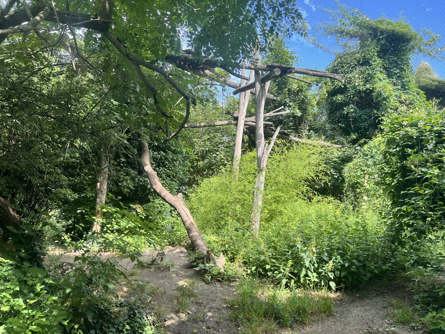 Amur Leopard Exhibit