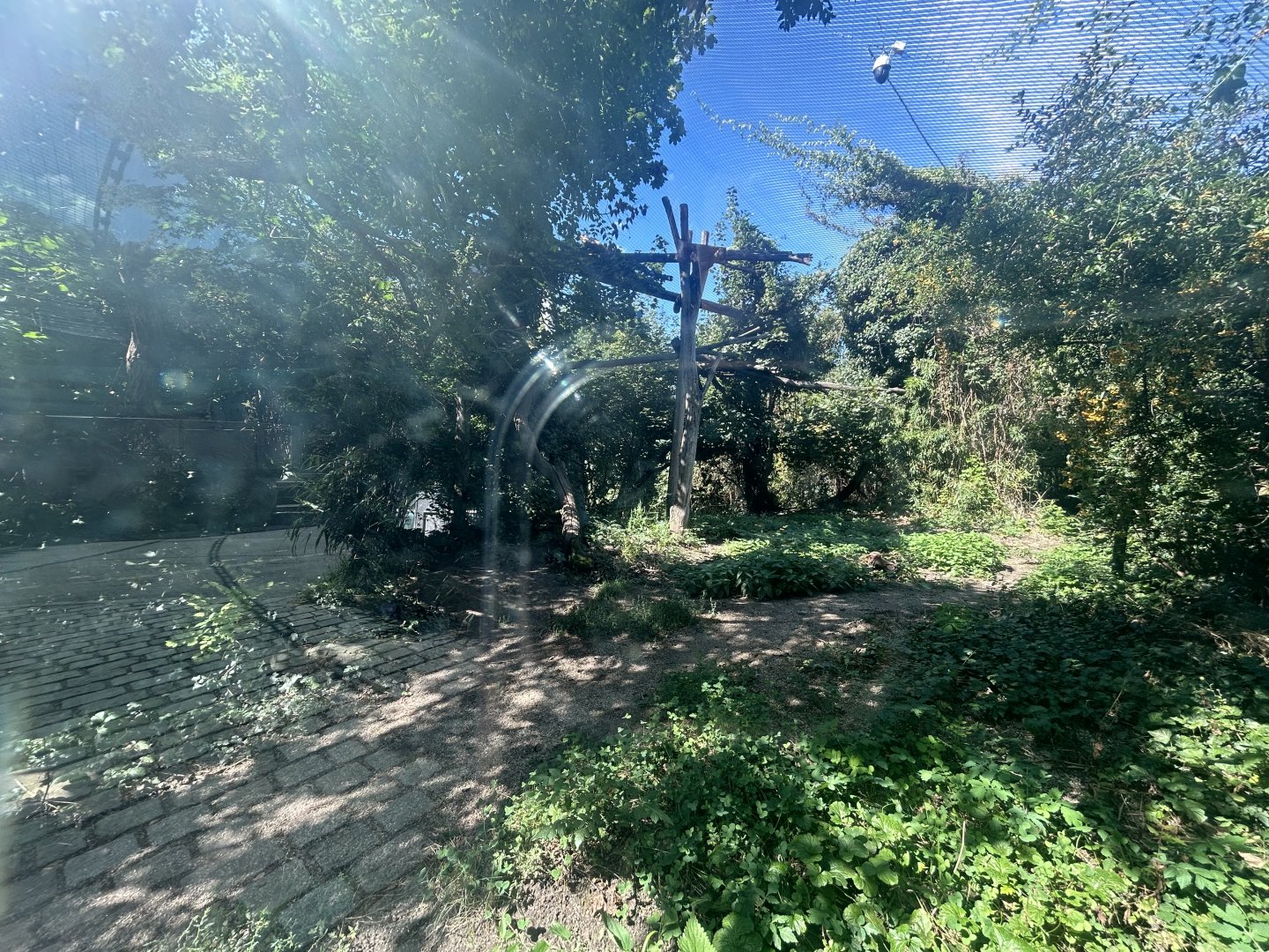Amur Leopard Exhibit