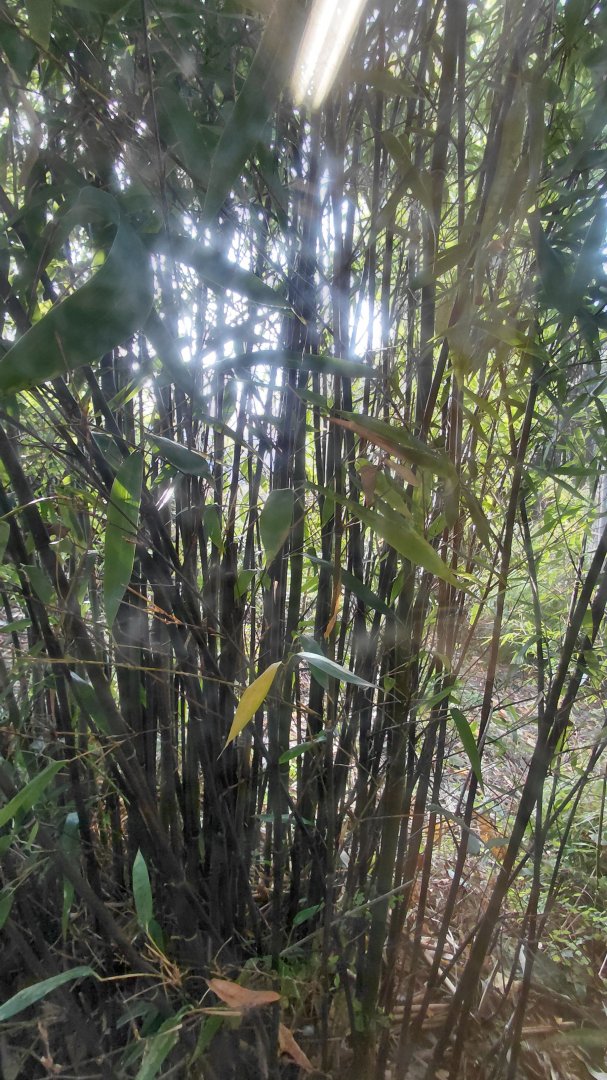 Amur leopard exhibit