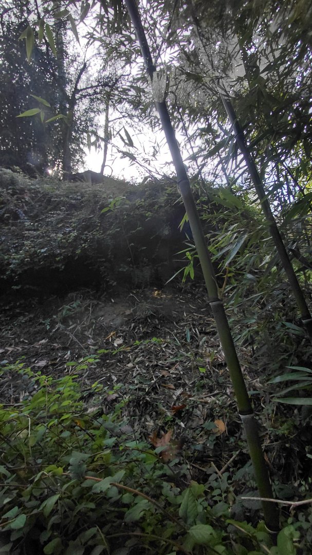 Amur leopard exhibit