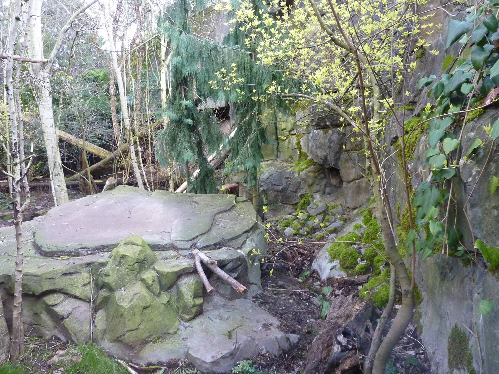 Amur Leopard Exhibit