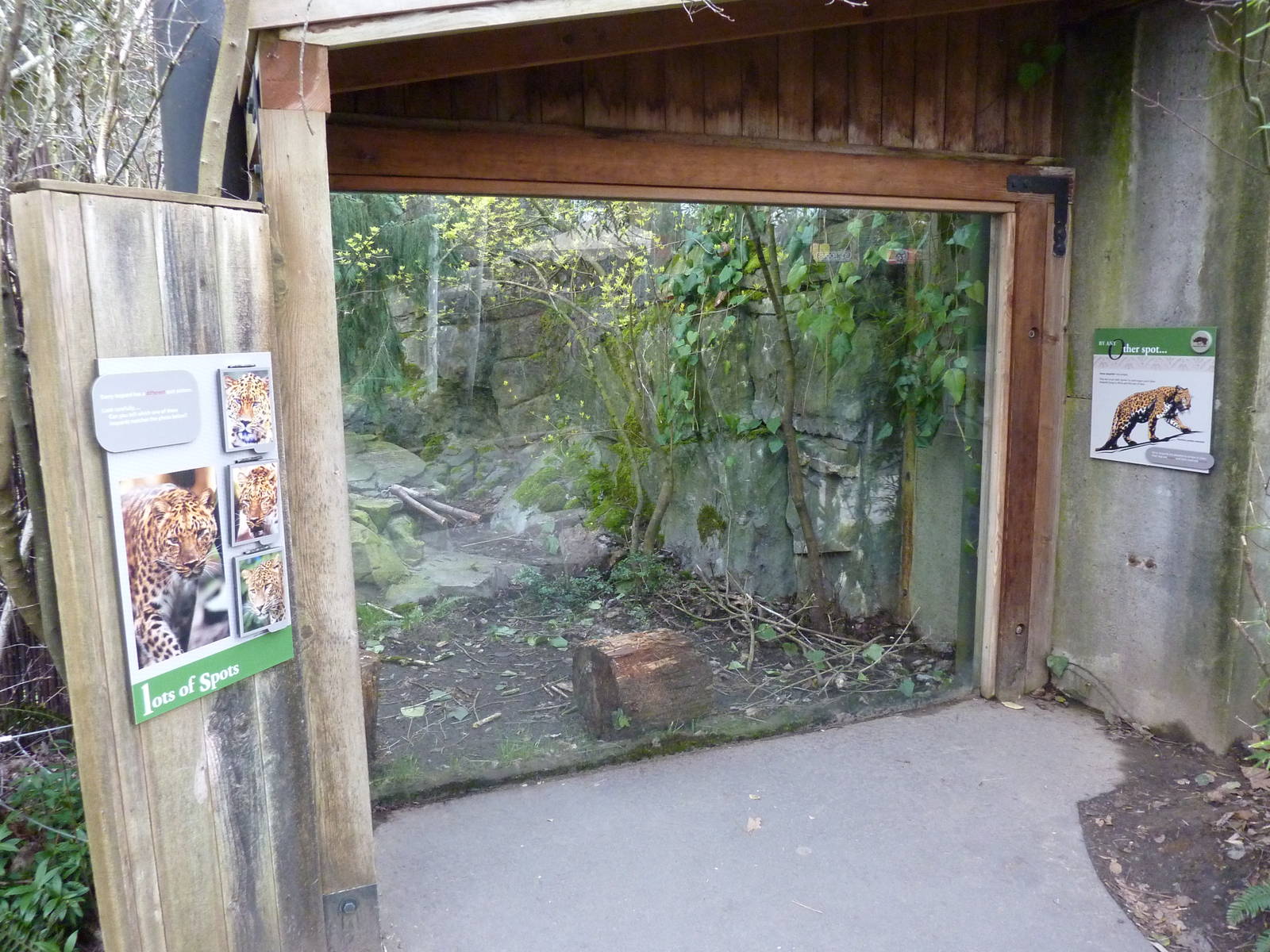 Amur Leopard Exhibit