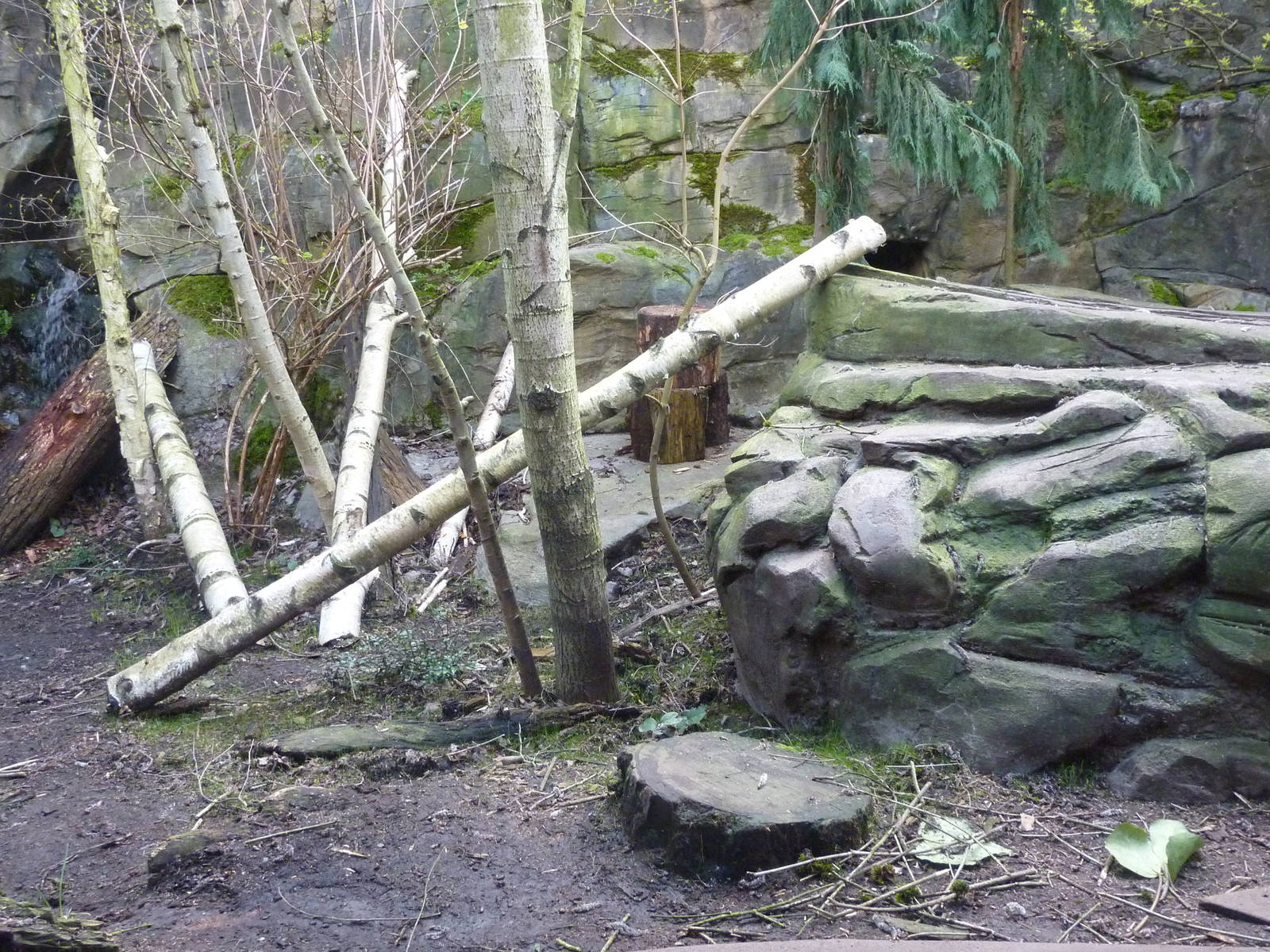 Amur Leopard Exhibit