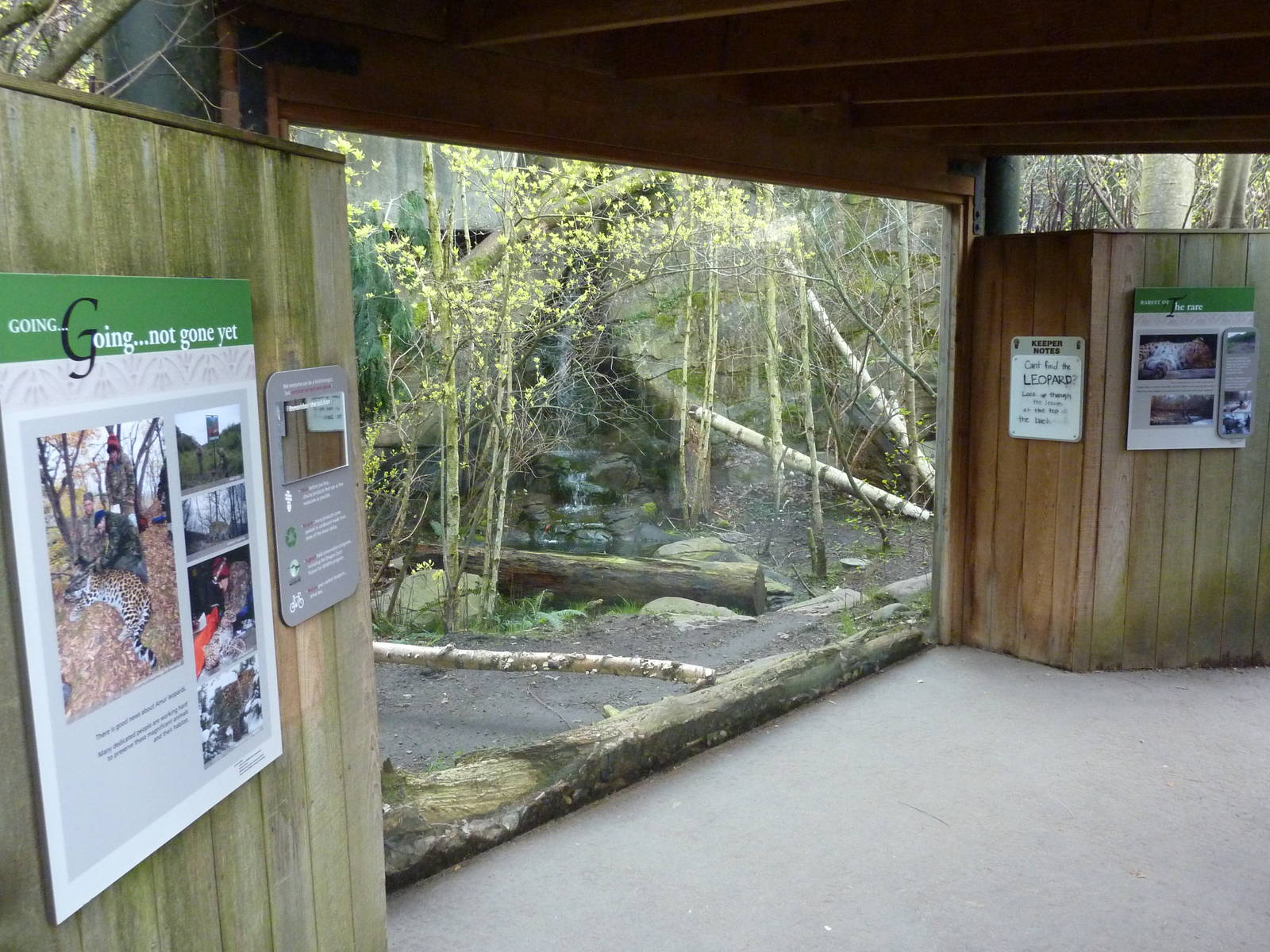 Amur Leopard Exhibit