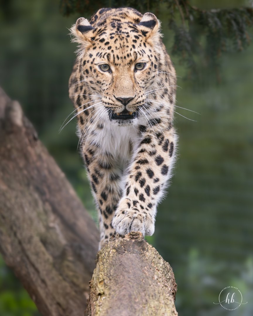Amur Leopard (f) / Thrigby / 11-4-24