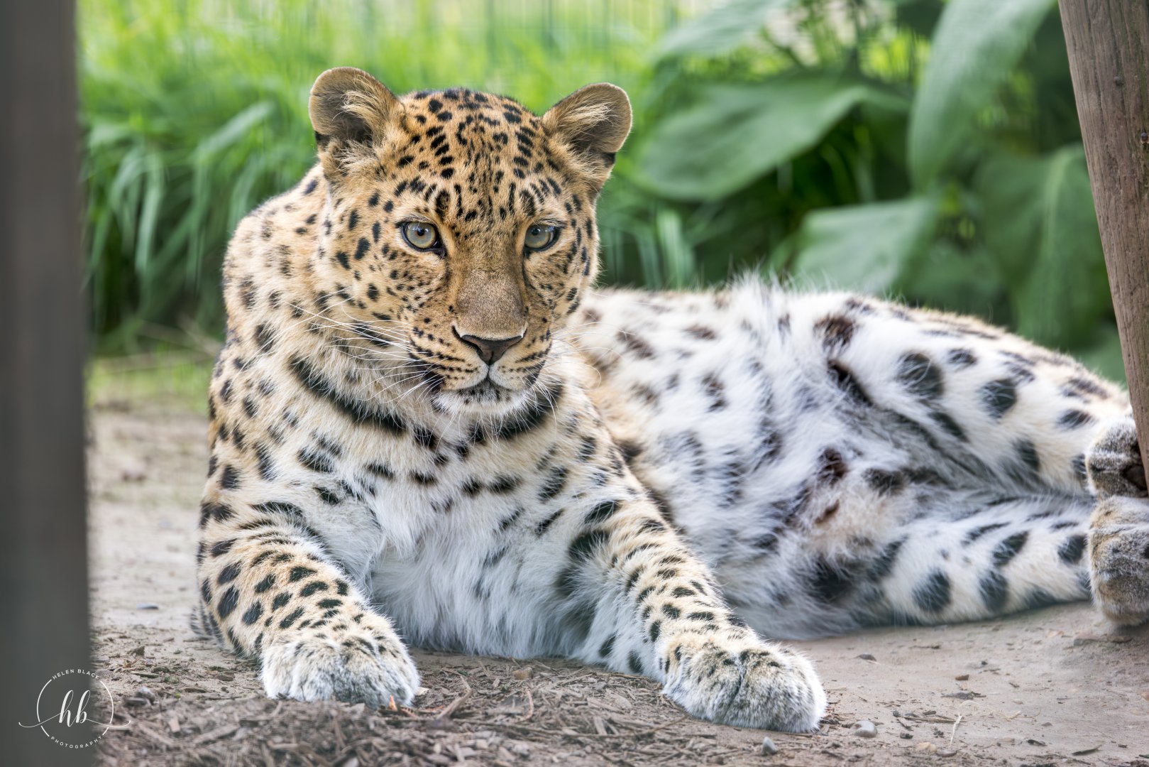 Amur Leopard (f) / Thrigby / 11-4-24