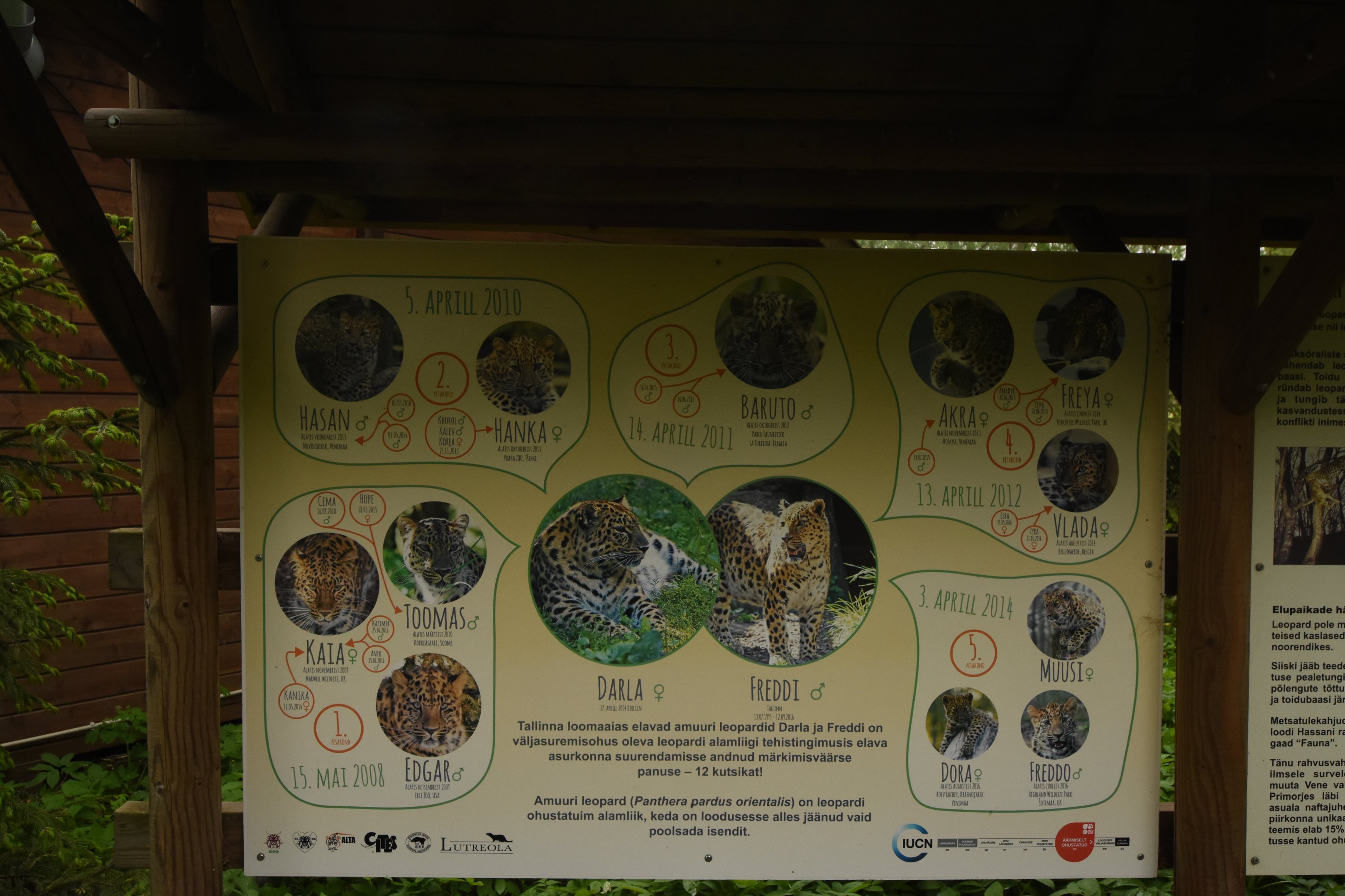 Amur leopard family tree