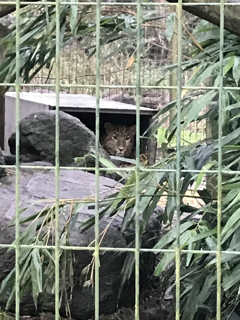 Amur Leopard Female