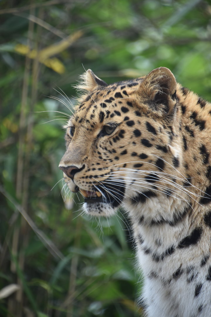 Amur leopard female