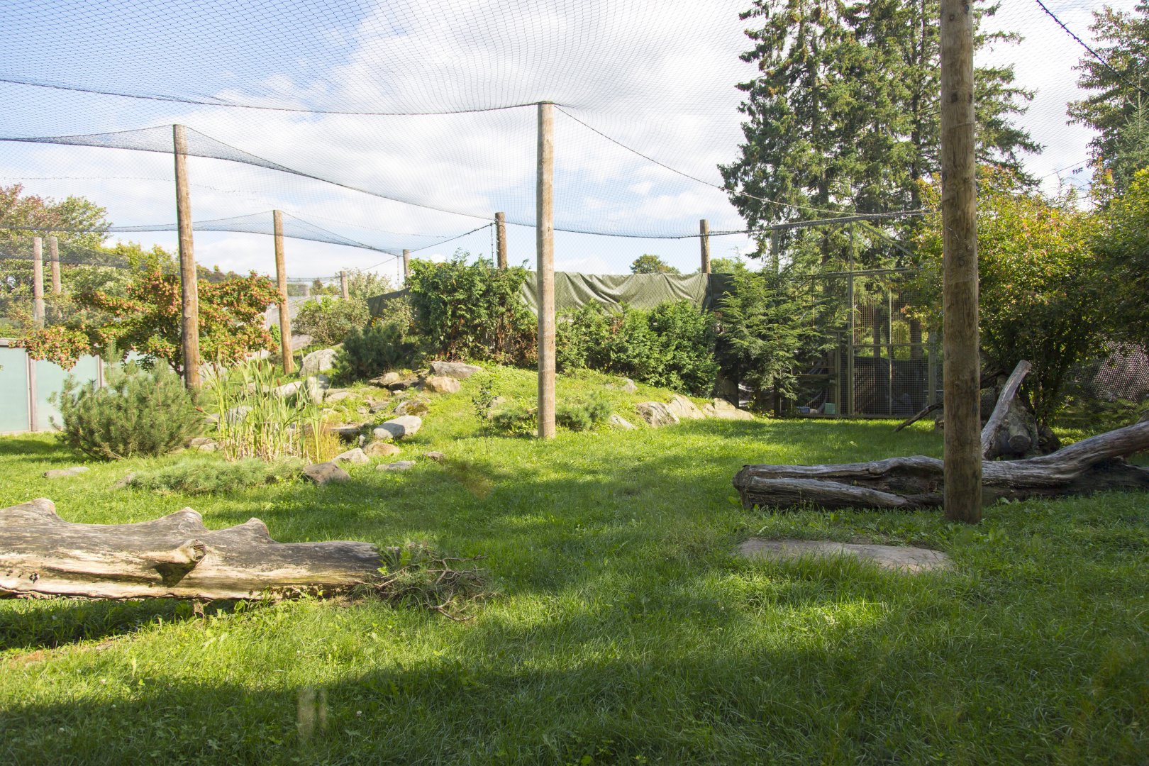 Amur Leopard - First Exhibit