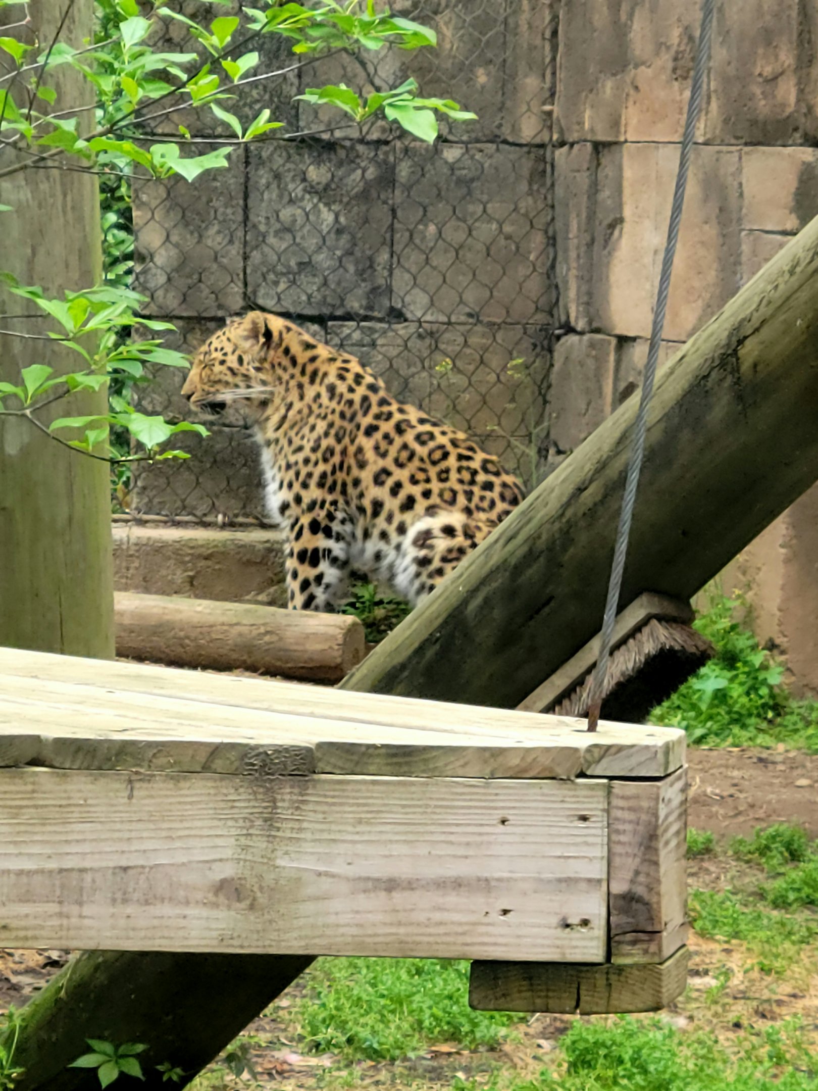 Amur Leopard-Greenville Zoo-April 2025