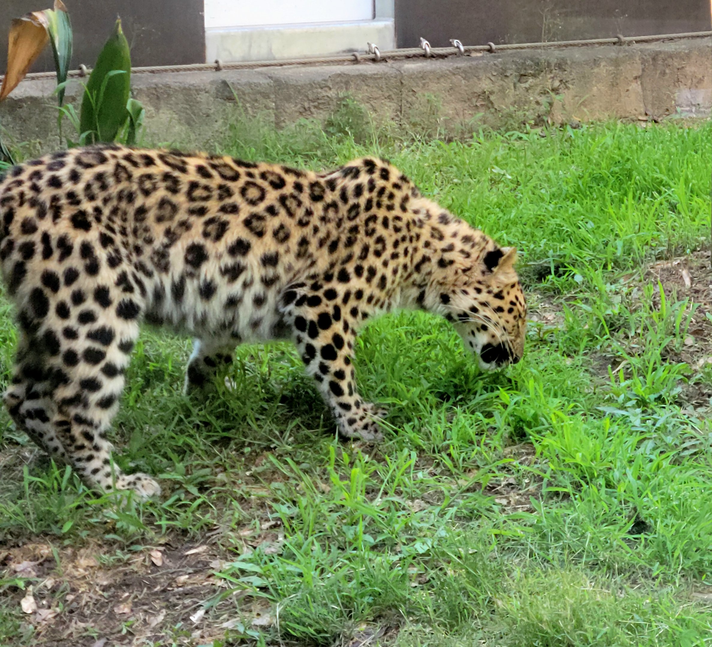 Amur Leopard-Greenville Zoo