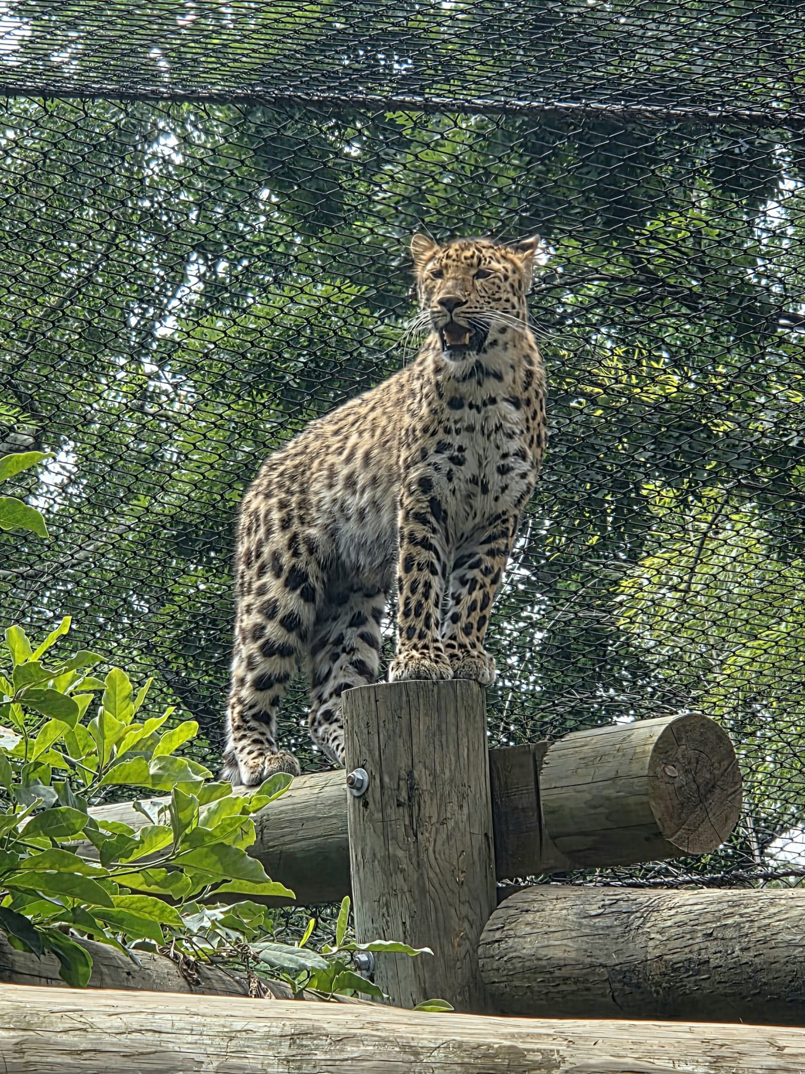 Amur Leopard  - Greenville Zoo