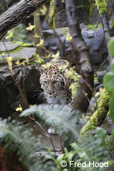 amur leopard in forest