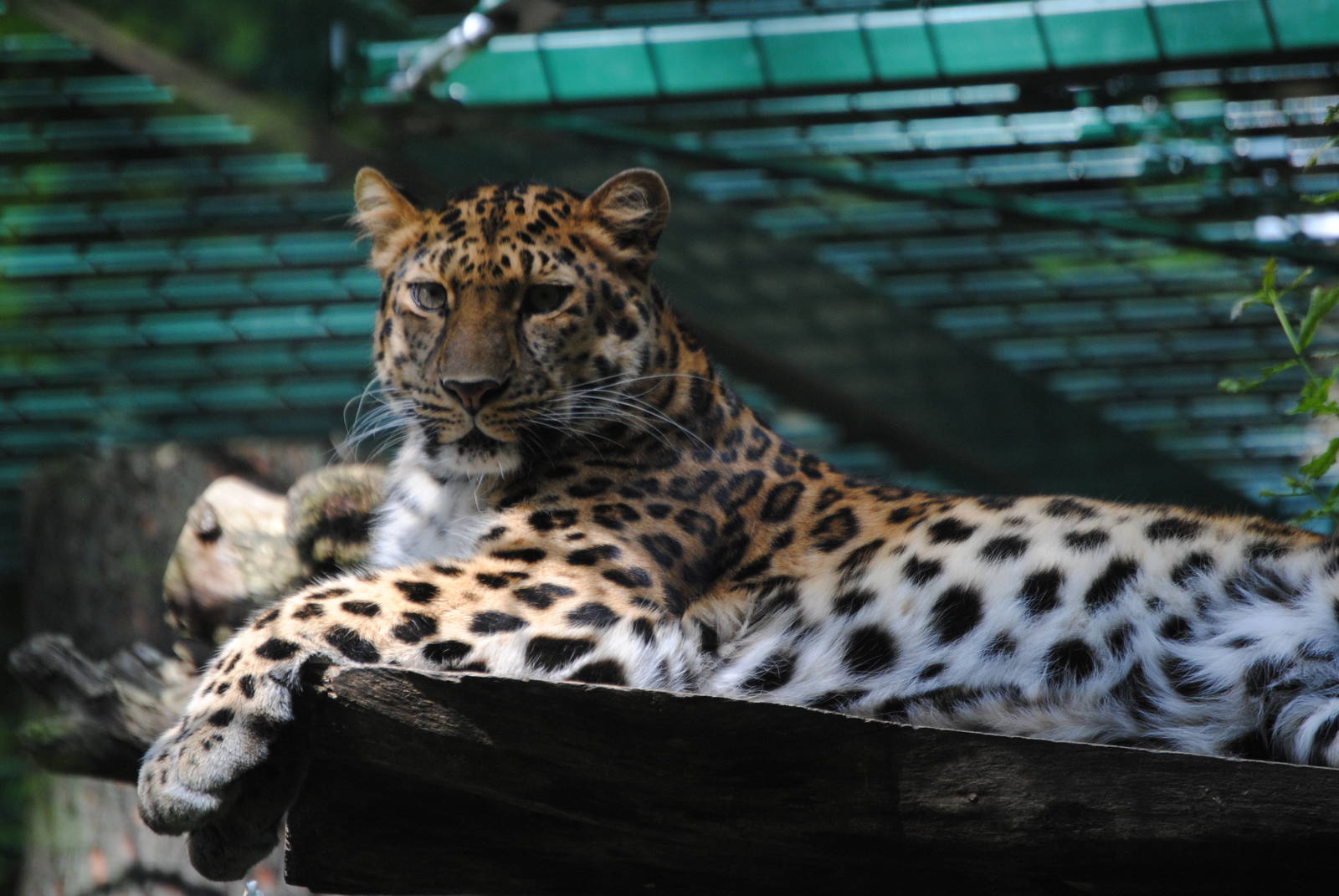 Amur Leopard in new Leopard enclosure
