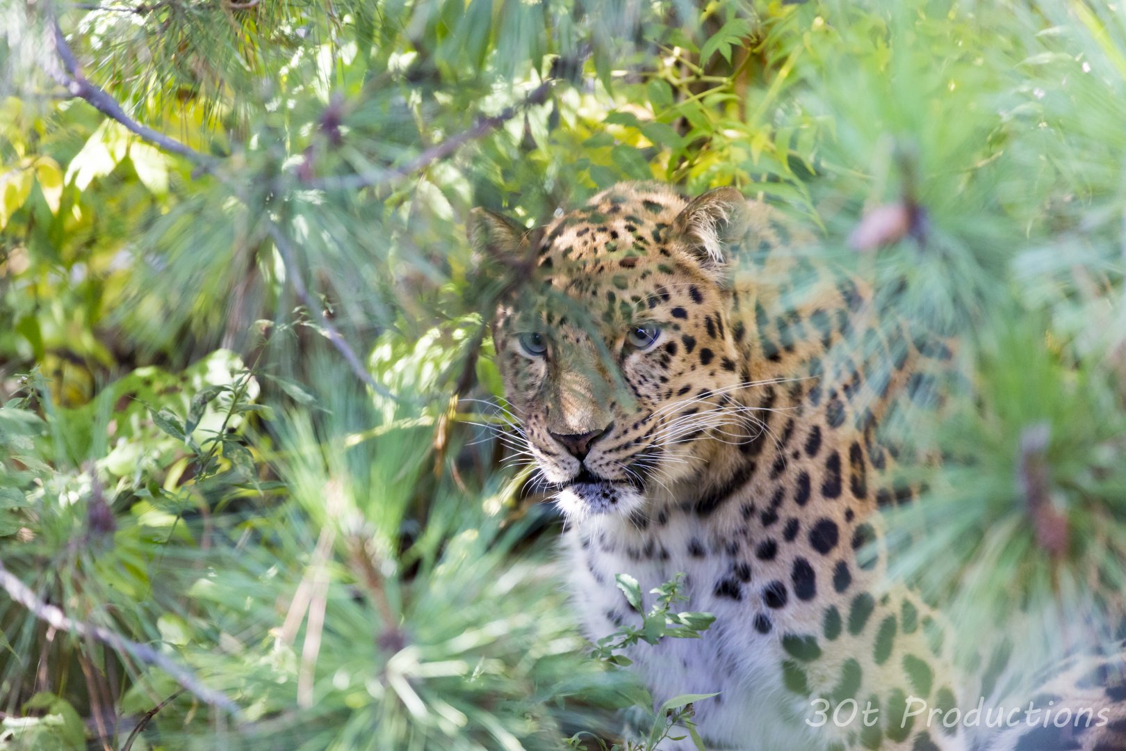 Amur Leopard in the bushes