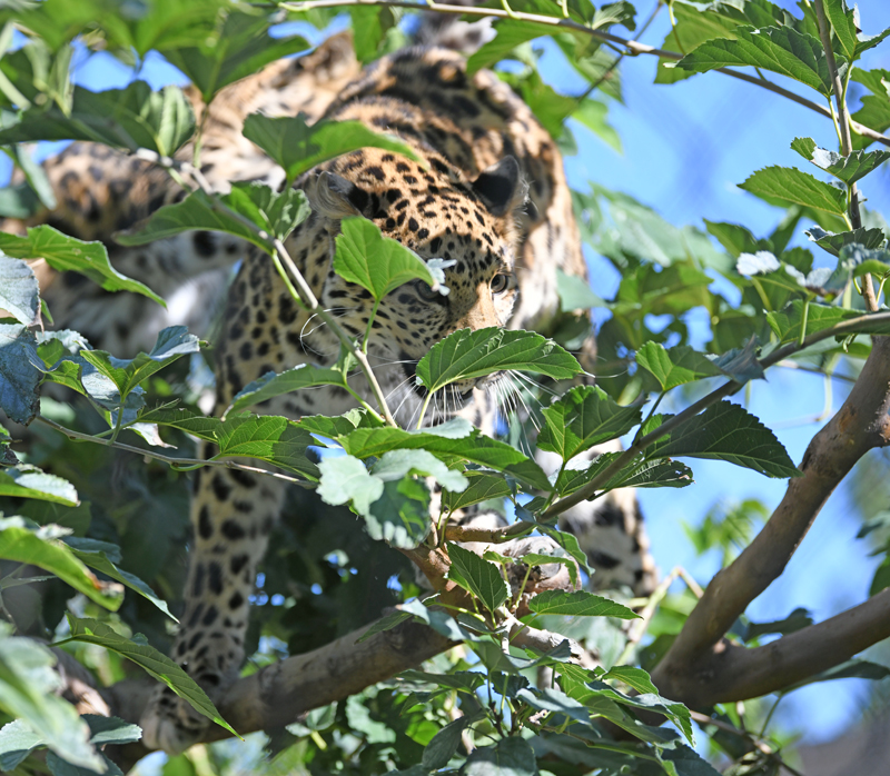 Amur leopard in tree